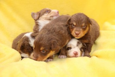 Bir grup köpek yavrusu sarı bir battaniyenin üzerinde yatıyor. Hepsi kahverengi ve beyaz. Yavrular sevimli ve sevimli.