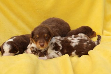 Bir grup köpek yavrusu sarı bir battaniyenin üzerinde yatıyor. Yavrular kahverengi ve beyaz. Herkes kameraya bakıyor.