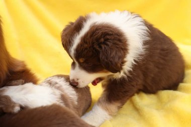 Kahverengi beyaz bir köpek yavrusu başka bir köpek yavrusunun yüzünü yalıyor. Yavrular sarı bir battaniyede birlikte oynuyorlar.