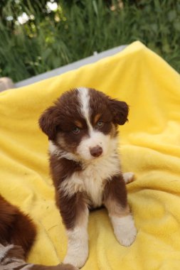 Sarı bir battaniyenin üzerinde kahverengi ve beyaz bir köpek yavrusu oturuyor. Yavru köpeğin yüzünde sevimli ve masum bir ifade var.