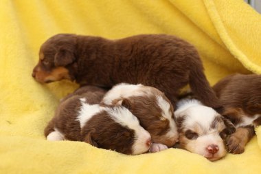 Bir grup köpek yavrusu sarı bir battaniyenin üzerinde uyuyor. Yavrular kahverengi ve beyaz. Battaniye sarıdır ve bulanık bir dokusu vardır.