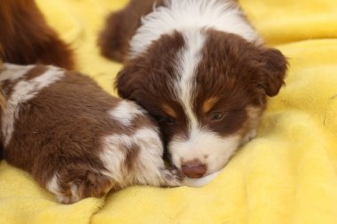 İki köpek yavrusu sarı bir battaniyenin üzerinde yatıyor. Biri kahverengi ve beyaz, diğeri kahverengi ve siyahtır. İkisi de huzur içinde uyuyor.