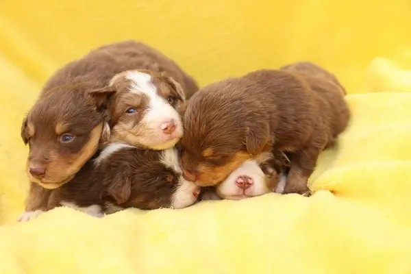 Bir grup köpek yavrusu sarı bir battaniyenin üzerinde uyuyor. Yavrular kahverengi ve beyaz.
