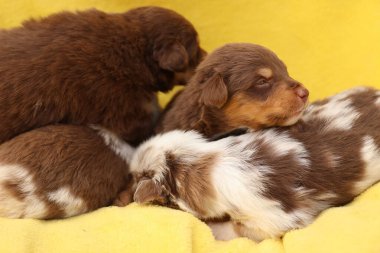 Bir grup köpek yavrusu sarı bir battaniyenin üzerinde uyuyor. Yavrular kahverengi ve beyaz.