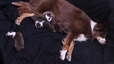 Kahverengi ve beyaz bir köpek yavrularıyla birlikte siyah bir battaniyenin üzerinde yatıyor. Yavrular ondan emziriyor ve hepsi huzur içinde uyuyor. Anne köpek onun yanında yatıyor.. .