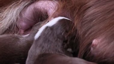 Bir yavru köpek, başı annesinin göğsünde yan yatmaktadır. Anne köpek yavru köpeğin kulağını yalıyor.. .