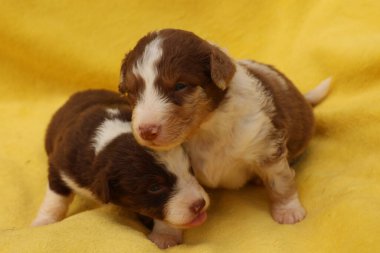 İki köpek yavrusu sarı bir battaniyeye sarılıyorlar. Yavrular kahverengi ve beyaz. Çok tatlılar ve birbirlerine eşlik etmekten hoşlanıyorlar.