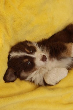 Sarı bir battaniyenin üzerinde kahverengi ve beyaz bir köpek yavrusu yatıyor. Yavru köpek kameraya tuhaf bir ifadeyle bakıyor.