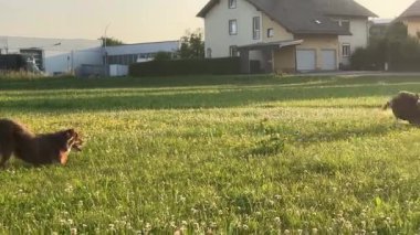 Çimenli bir alanda iki köpek koşuyor. Biri kahverengi ve diğeri siyah. Manzara neşeli ve enerjiktir.