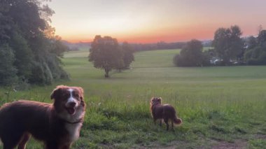 Arka planda güzel bir günbatımı olan çimenli bir tarlada iki köpek duruyor.