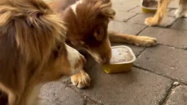 İki köpek bir kutudan yemek yiyor. Köpeklerden biri kahverengi ve diğeri beyaz.