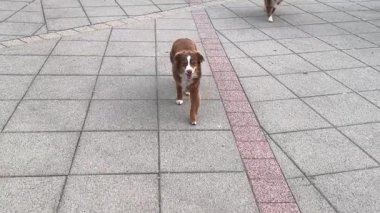 İki köpek kaldırımda yürüyor. Köpeklerden biri tasma takıyor. Köpekler düz bir çizgide yürüyor.