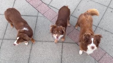 Kaldırımda duran üç kahverengi köpek. Köpeklerden biri kameraya bakıyor. Köpekler kahverengi ve beyaz.