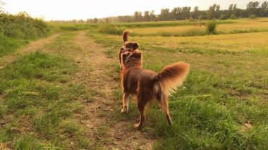 İki köpek bir tarlada oynuyor. Köpeklerden biri kahverengi ve diğeri siyah.