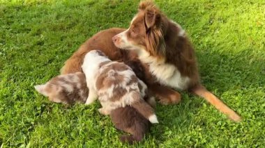 Kahverengi ve beyaz köpek çimlerin üzerinde iki yavru köpekle yatıyor. Anne köpek yavrularını emziriyor.