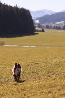 Arka planda güzel bir dağ manzarası olan bir köpek tarlada koşuyor. Sahne huzurlu ve sakin, köpek temiz havanın ve açık alanın tadını çıkarıyor.