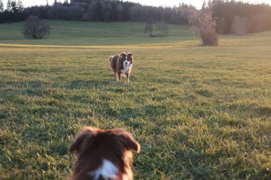 İki köpek bir tarlada oynuyor. Biri kahverengi ve beyaz, diğeri siyah ve beyaz.