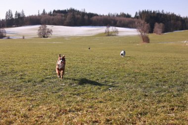 Arka planda iki koyun olan bir köpek tarlada koşuyor. Sahne sakin ve sakin, köpek ve koyunlar açık alanın tadını çıkarıyor.