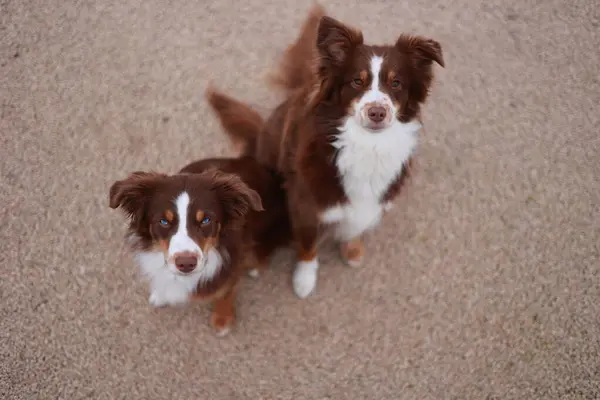Kumlu bir yüzeyde yan yana duran iki kahverengi ve beyaz köpek. Köpekler gözleri kapalı kameraya bakıyor.