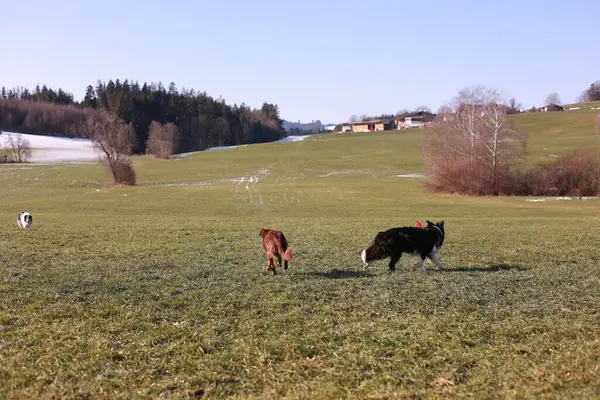 İki köpek bir tarlada koşuyor. Biri kahverengi ve diğeri siyah. Köpekler dışarıda oynayıp eğleniyorlar.