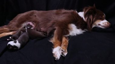 Anne köpek yavrularıyla siyah bir kanepede dinleniyor. Yavrular ondan emziriyor ve çok rahat ve halinden memnun görünüyorlar. Anne köpek onun yanında yatıyor.. .