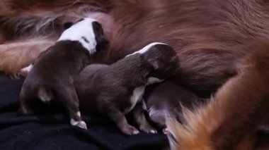 Anne bir köpek yavrularını emziriyor. Yavrular küçük ve kahverengidir. Anne köpek siyah bir battaniyeye uzanıyor.. .