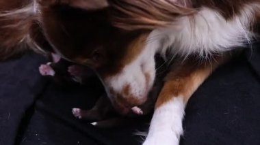 Bir köpek yavru bir köpeği yalıyor. Köpek yavrusu kahverengi ve beyazdır. Köpek siyah bir yüzeye uzanıyor.. .