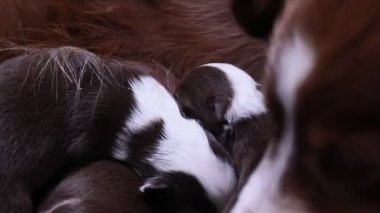 Kahverengi ve beyaz bir köpek yavrularını emziriyor. Yavrular küçük ve çok genç görünüyorlar.. .