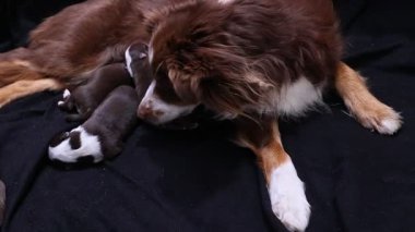 Anne bir köpek yavrusuyla siyah bir battaniyeye uzanıyor. Yavrular uyuyor ve anne onlara bakıyor.. .