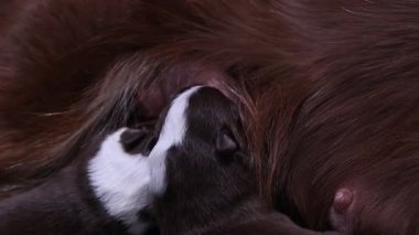 Bir köpek bir köpek yavrusunu emziriyor. Köpek yavrusu beyaz ve siyah. Anne köpek kahverengi.. .