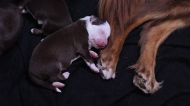 Kahverengi ve beyaz bir köpek yavrusu siyah bir battaniyenin üzerinde uyuyor. Yavru köpek diğer yavrularla çevrili ve hepsi uyuyor.. .