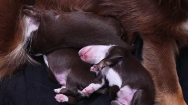 A mother dog is nursing her puppies. The puppies are brown and white. The mother dog is laying on a black surface. .