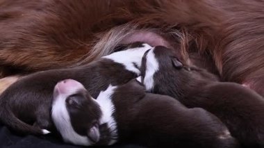 Bir grup köpek yavrusu bir yatakta uyuyor. Yavrular kahverengi ve beyaz. Hepsi çok küçük ve sevimli.. .