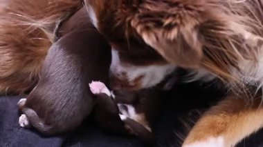 Kahverengi ve beyaz bir köpek bir köpek yavrusuyla bir yatakta yatıyor. Yavru köpek anne köpekten emziriyor.. .