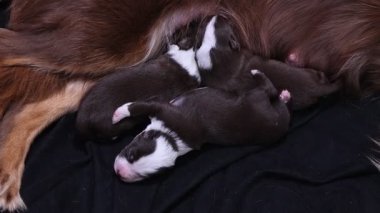 Anne bir köpek yavrularını emziriyor. Yavruların hepsi kahverengi ve beyaz. Hepsi uyuyor ve çok memnun görünüyorlar.. .