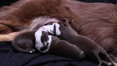 Bir grup köpek yavrusu siyah bir battaniyenin üzerinde uyuyor. Yavrular kahverengi ve beyaz. Hepsi çok küçük ve sevimli.. .