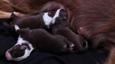 Anne bir köpek yavrularını emziriyor. Yavruların hepsi uyuyor ve çok küçükler. Anne köpek siyah bir battaniyeye uzanıyor.. .