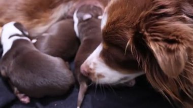 Kahverengi ve beyaz bir köpek sırtında yavru bir köpekle siyah bir yüzeye uzanıyor. Anne köpek yavrularını emziriyor.. .