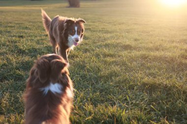 Çimenli bir arazide iki köpek oynuyor. Köpeklerden biri diğer köpeğe bakıyor.
