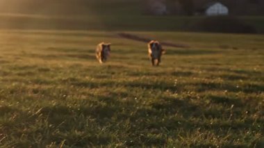 Bir tarlada koşan iki köpek. Üzerlerinde güneş parlıyor.