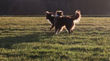 İki köpek çim tarlasında koşuyor. Köpekler kahverengi ve beyazdır. Çimler yemyeşil ve yemyeşil