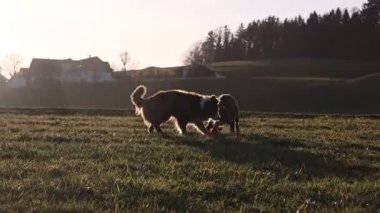 İki köpek, güneş üzerlerine doğarken bir tarlada oynuyorlar. Sahne neşeli ve şen şakrak