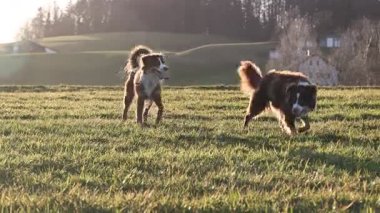 İki köpek bir tarlada koşuyor, biri kahverengi ve beyaz.