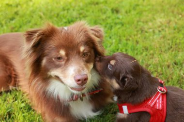 Kahverengi ve beyaz köpek daha küçük kahverengi ve beyaz bir köpeğin yanında çimlerin üzerinde uzanıyorlar. Büyük köpek küçük köpeğin yüzünü yalıyor.