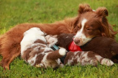 Kahverengi ve beyaz köpek ağzında kırmızı bir oyuncakla çimlerin üzerinde uzanıyor. Köpek oyuncakla oynuyor ve eğleniyor gibi görünüyor.