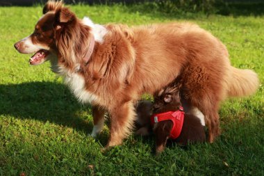 Kahverengi ve beyaz köpek, emziren küçük bir köpeğin başında duruyor. Anne köpek yavrusuyla ilgilenirken manzara huzurlu ve iç açıcı.