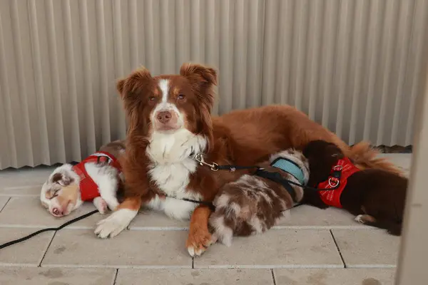 Kahverengi ve beyaz köpek yerde kırmızı bir köpeğin yanında yatıyor. Kahverengi köpek kırmızı bir yelek giyiyor, bu da onu diğer köpekten farklı kılıyor. Sahne huzurlu ve sakin görünüyor.