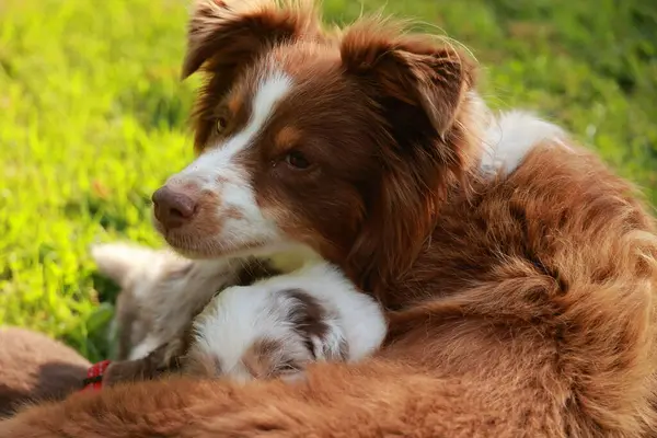 Kahverengi ve beyaz köpek sırt üstü uzanmış, karnında yavru bir köpekle. Anne köpek bebeğini koruyor ve onu sıcak tutuyor.