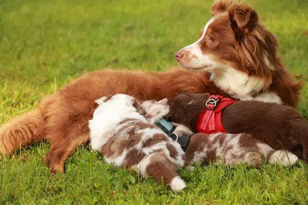 Köpek üç yavrusuyla çimlerin üzerinde yatıyor. Anne köpek yavrularını emziriyor. Huzurlu ve iç açıcı bir sahne.
