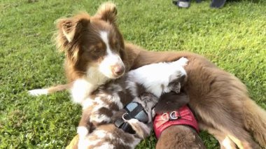 Brown and white dog is laying on the grass with two puppies on its back. The mother dog is nursing her puppies